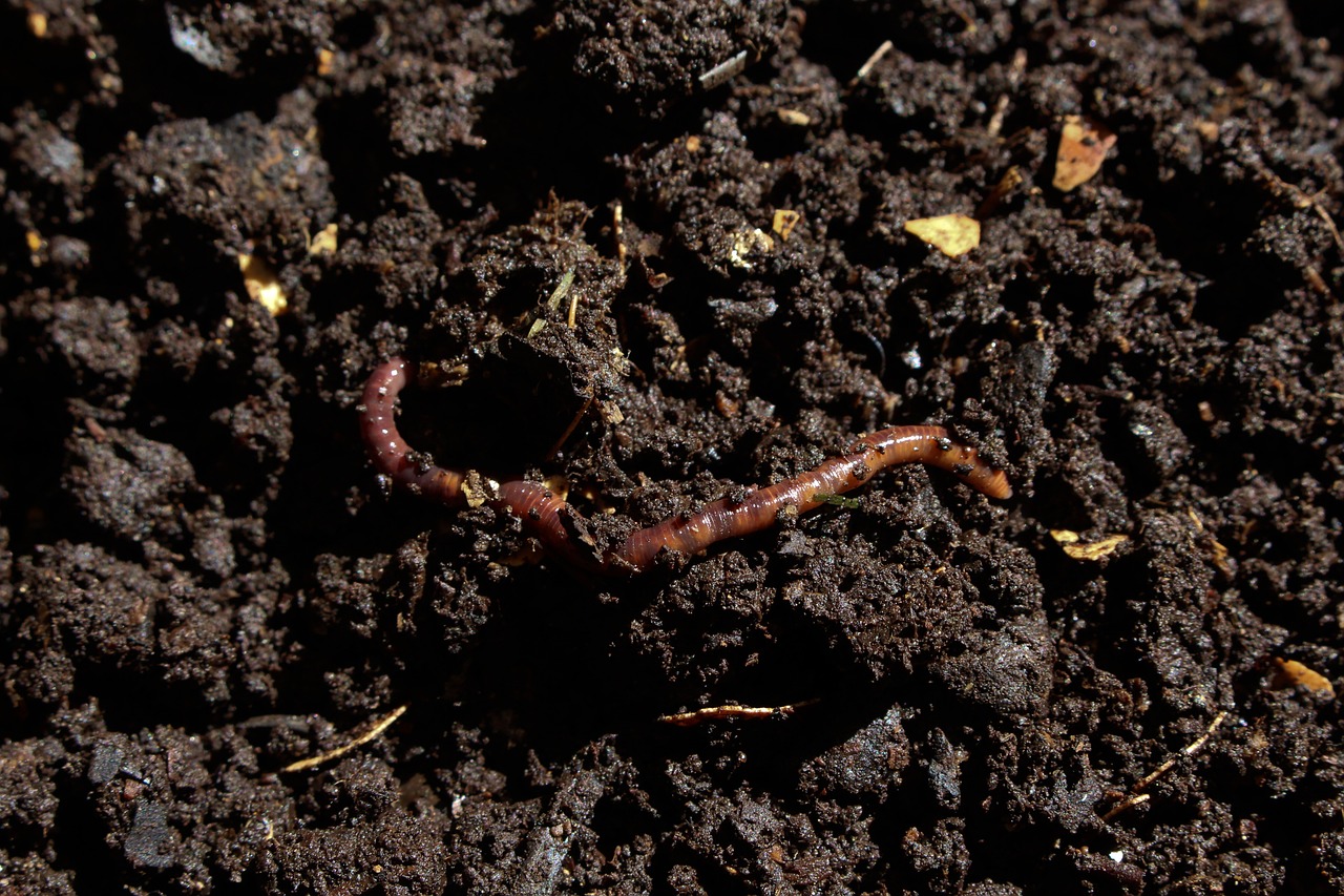 Composting 101: Making Rich Soil from Kitchen Scraps
